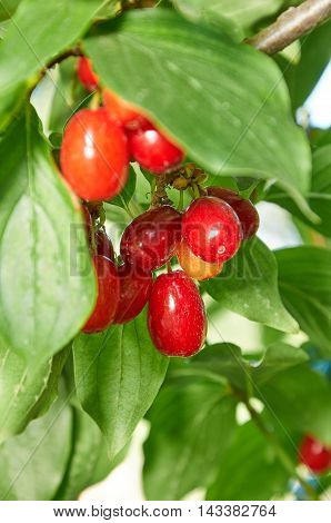 Red Berries Of Cornel Or Dogwood