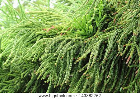 Selaginella Tamariscina. Green Leaves Of Plant In Asia.