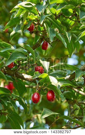 Red Berries Of Cornel Or Dogwood