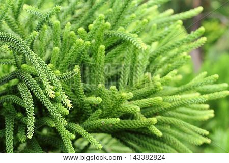 Selaginella Tamariscina. Green Leaves Of Plant In Asia.