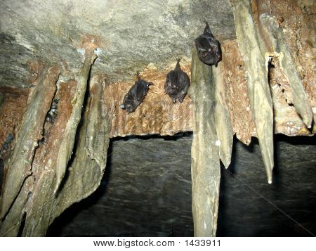 Tre pipistrelli Hangin