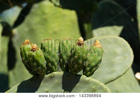 Cactus prickly pear opuntia with unripe fruits