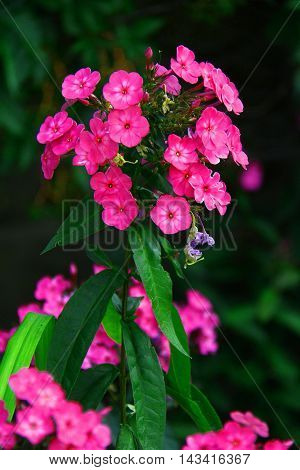 flowers as a pink bouquet with a dark background