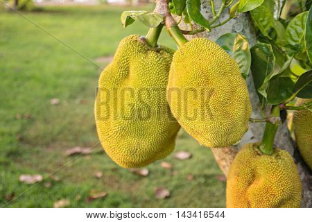 Bunch of jak fruits on a tree:select focus with shallow depth of field.