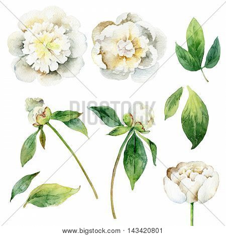 White peonies. Set of floral elements isolated on white background. Watercolor illustration