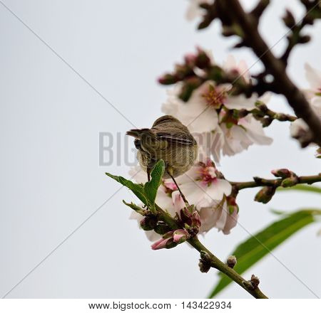 Chiffchaff bird on almond tree in full bloom