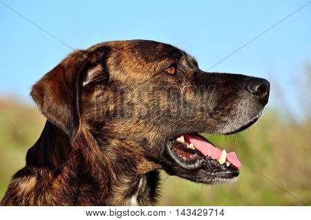 Face of beautiful canary dog in foreground