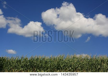 Blue sky with puffy white clouds over corn field