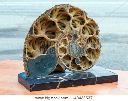 Ammonite Shell In Section