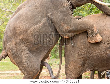 elephant with big penis looking for a female for coupling.