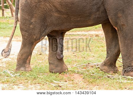 elephant with big penis looking for a female for coupling.