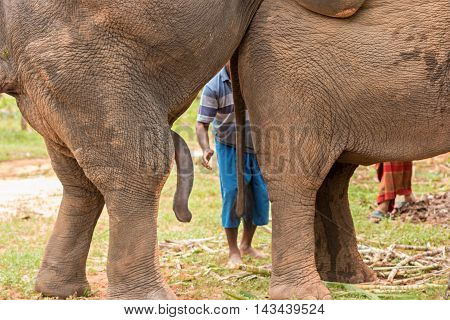 Elephant's penis 
In the breeding season in the wild.