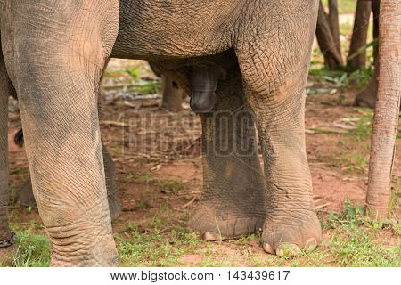 elephant with big penis looking for a female for coupling.