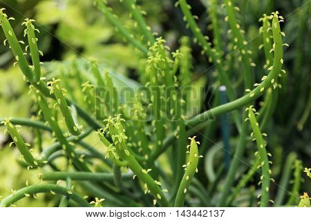 Indian Spurge a plant originated from African used in cancer treatment