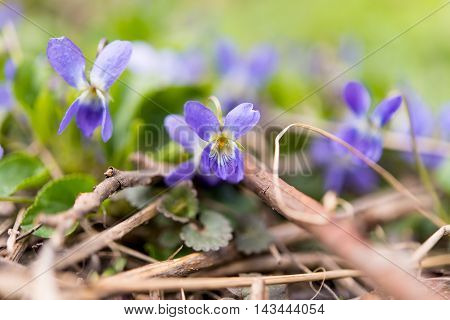 Wood Violet or Dog Violet in woodland in springtime