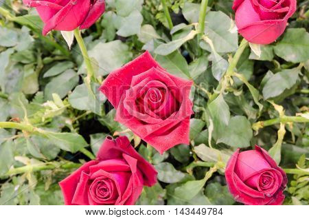 a bunch of red roses in the garden