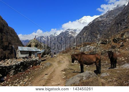 Langtang village valley horses and scenery of himalaya mountain range one of the popular trekking route in Nepal
