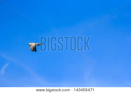the seagull fly in the blue sky