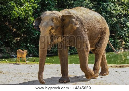the elephant and deer walk near the pond