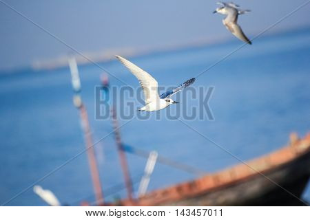 two seagulls fly near the boat among the sea