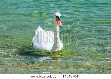 White swan on Jarun lake, Zagreb, Croatia, sunny day
