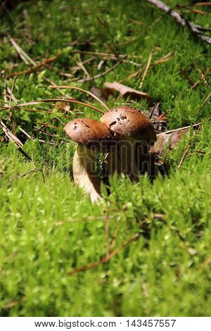 Mushroom bay bolete Imleria badia or Boletus badius in the forest