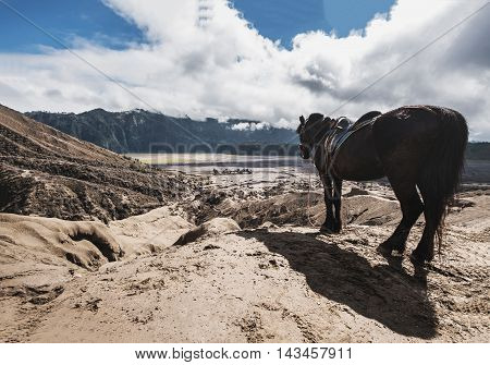 The horse enjoying beautiful view at Mount Bromo, Indonesia