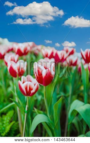 Red tulips with blue sky and cloud