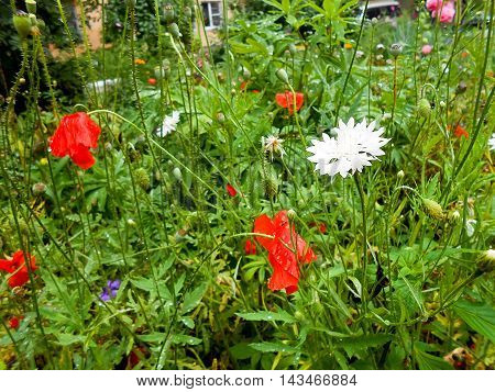 photo manipulation oil paint White cornflower bright red poppy daisy flowers with rain drops on the lawn. Summer landscape illustration photo manipulation