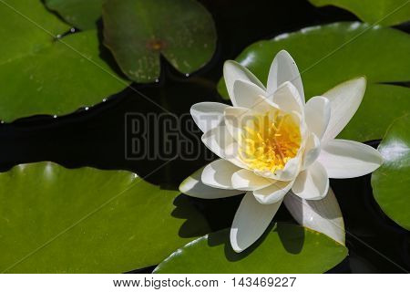 Beautiful Waterlily