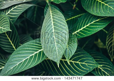 houseplant leaves