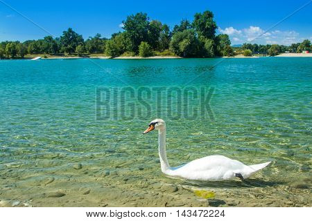 White swan on beautiful Jarun lake in Zagreb, Croatia, sunny summer day, green island in background