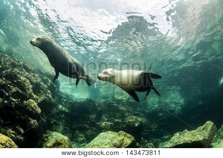 Sea Lion at La Paz in Mexico