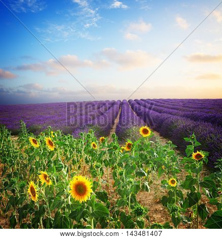 Sunflower and Lavender flowers field at summer sunset, Provence, France, toned