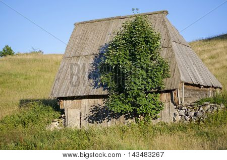 cabin and tree roof in Podgora, place on Durmitor mountain