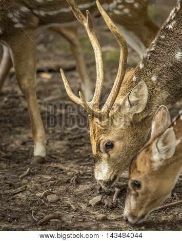Close up with axis deer's head and antlers of a spotted deer buck, while it was  searching for food on the ground.