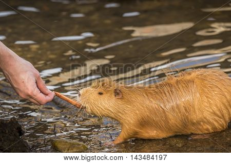 Man's hand feeding a Coypu, orange river rat, eating a piece of carrot from a man's hand. on the shore of the river Vltava, in Prague, Czech Republic.