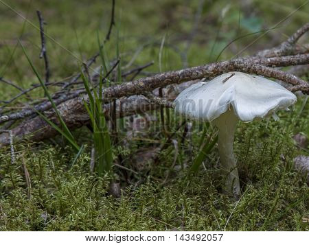 wild mushroom growing in the Danish woodlands