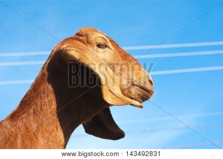 brown goat with long ears on blue sky