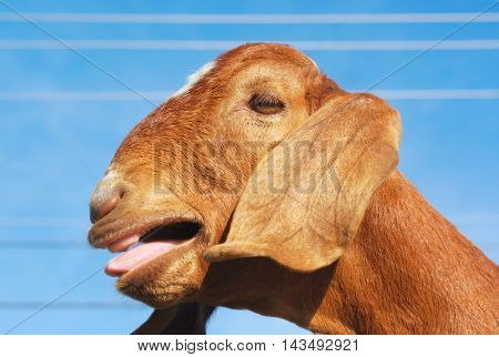 brown goat with long ears bleating on blue sky