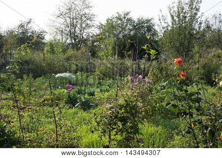 summer is very beautiful in the country, everything grows and blooms