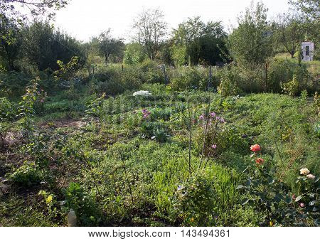 summer is very beautiful in the country, everything grows and blooms