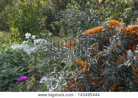 sea buckthorn grows in the garden in the country it is useful