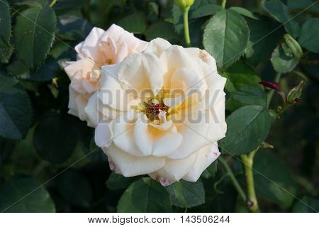 flowers grow in the garden in the country