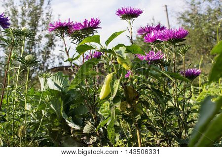 flowers grow in the garden in the country