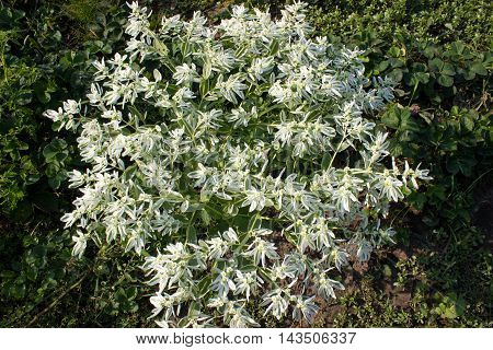 flowers grow in the garden in the country