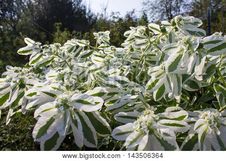 flowers grow in the garden in the country