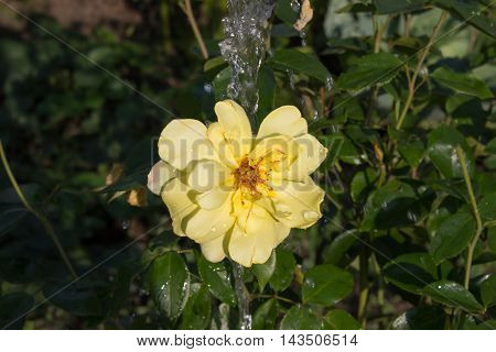 flowers grow in the garden in the country