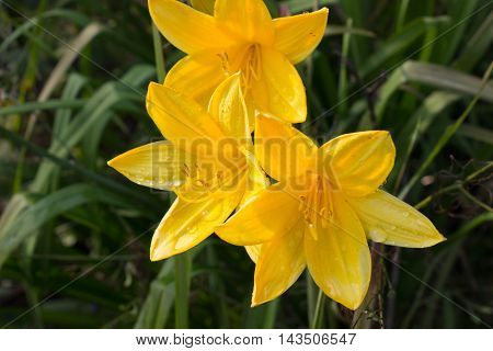 flowers grow in the garden in the country