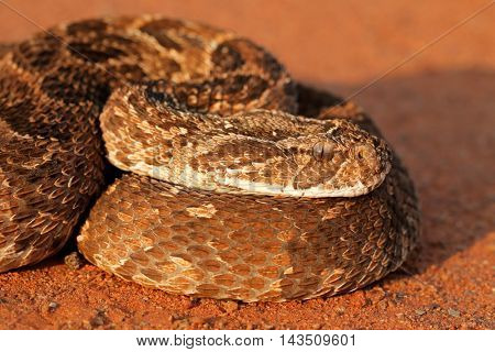 Portrait of a puff adder (Bitis arietans), South Africa